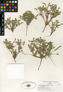 Cryptantha crassisepela var. elachantha SDSU20875 specimen