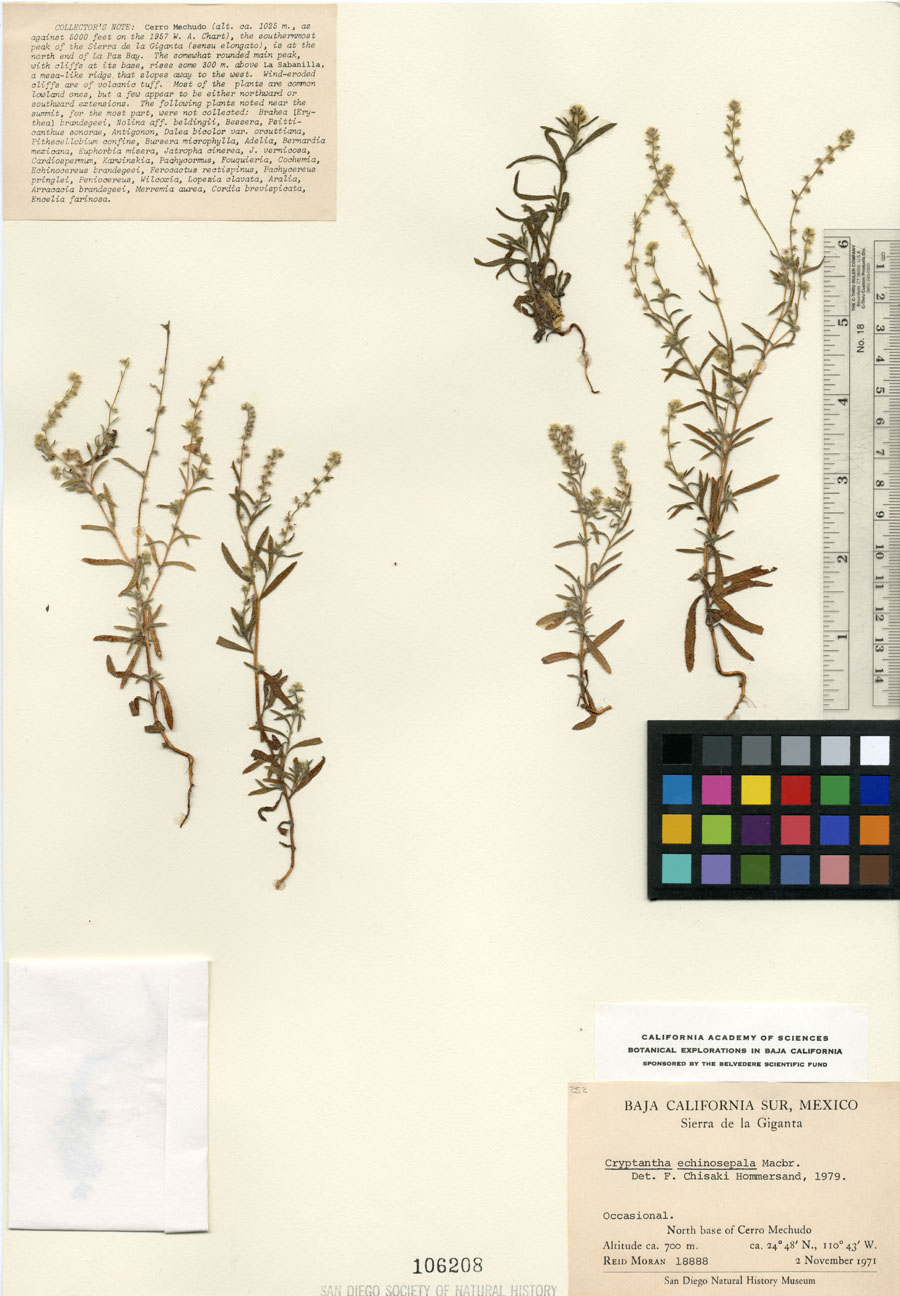 Herbarium Sheet of SD106208