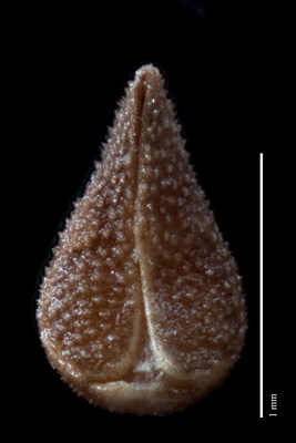 Ventral view of SD106211