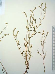 Herbarium Sheet of SD106211