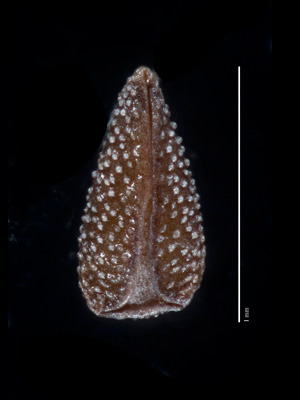 Ventral view of SD153717