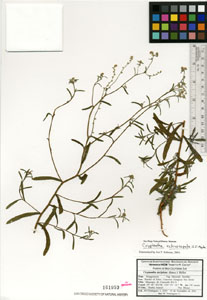 Herbarium Sheet of SD161959