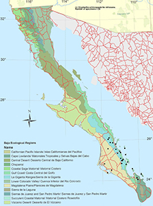 Cryptantha_echinosepala-BajaFlora map