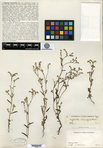 Holotype specime C. R. Orcutt 15, 1 Mar 1913