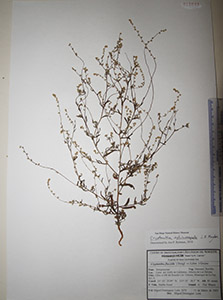 Herbarium sheet of HCIB11043