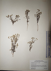 Herbarium sheet of HCIB11587