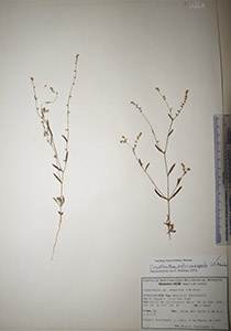 Herbarium sheet of HCIB12478