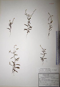 Herbarium sheet of HCIB16815