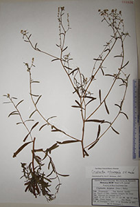 Herbarium sheet of HCIB16836