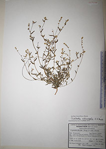 Herbarium sheet of HCIB17132