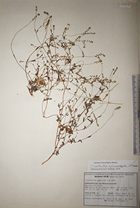 Herbarium sheet of HCIB1740