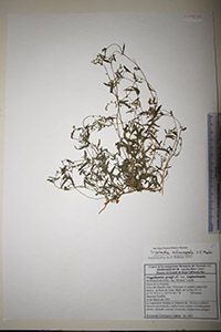 Herbarium sheet of HCIB17532