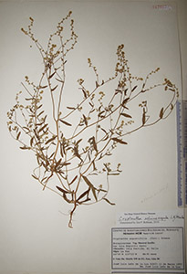 Herbarium sheet of HCIB17812