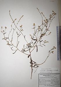 Herbarium sheet of HCIB18530