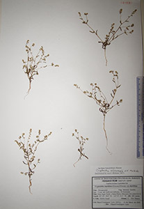 Herbarium sheet of HCIB18531