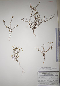 Herbarium sheet of HCIB18587