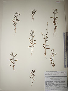 Herbarium sheet of HCIB18913