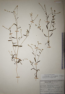 Herbarium sheet of HCIB20023