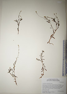 Herbarium sheet of HCIB20344