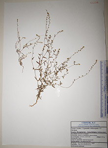 Herbarium sheet of HCIB21194