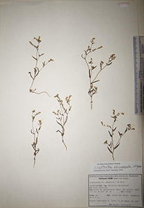 Herbarium sheet of HCIB22792