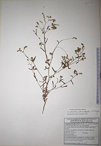 Herbarium sheet of HCIB4785