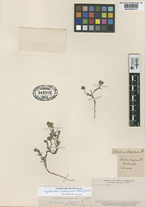 SGO000004074 specimen