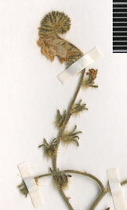 CONC121769 specimen3