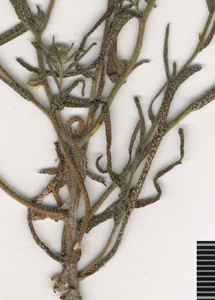 CONC121769 specimen2