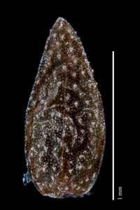 C_filiformes-CONC121769 nutlet dorsal