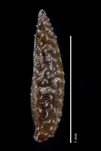 C_filiformes-CONC121769 nutlet lateral