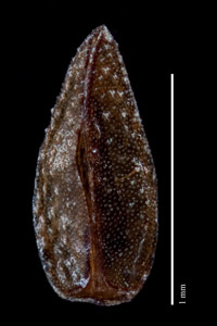 C_filiformes-CONC121769 nutlet ventral