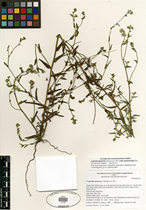 SDSU21479 specimen