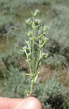 Cryptantha glomeriflora plant
