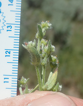 Cryptantha glomeriflora cymules