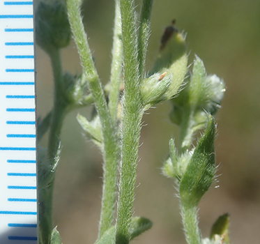 Cryptantha glomeriflora stem closeup