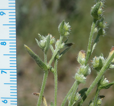 Cryptantha glomeriflora inflorescences