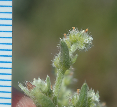 Cryptantha glomeriflora cymule