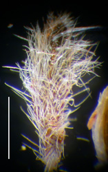 Cryptantha gracilis RSA 709650