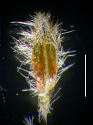 Cryptantha gracilis RSA 709650