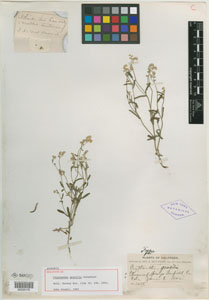 Cryptantha gracilis holotype