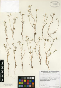 Cryptantha gracilis RSA 709650