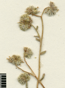 Cryptantha gracilis RSA 709650