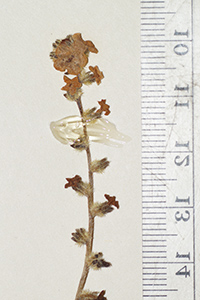 Cryptantha_granulosa-F1588613-9764 inflor2