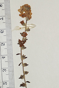 Cryptantha_granulosa-F1588613 inflor1