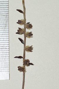 Cryptantha_granulosa-F1588613 fruits1