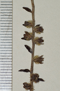 Cryptantha_granulosa-F1588613 fruits2