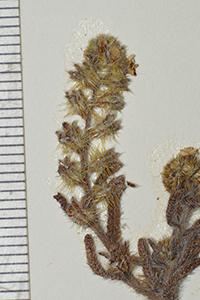 Cryptantha_granulosa-F1941221 inflor2