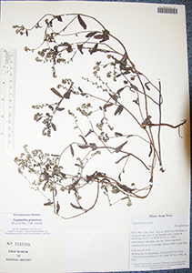 Cryptantha_granulosa-F2247303 specimen