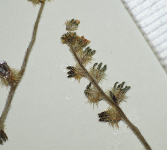 Cryptantha_granulosa-F2276689 inflorescence4